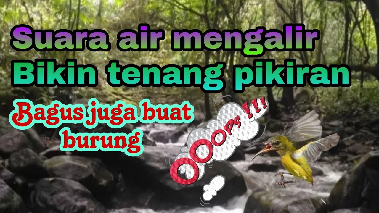Terapi suara air mengalir,Relaksasi BURUNG SOGON MABUNG,sogok ontong macet bunyi