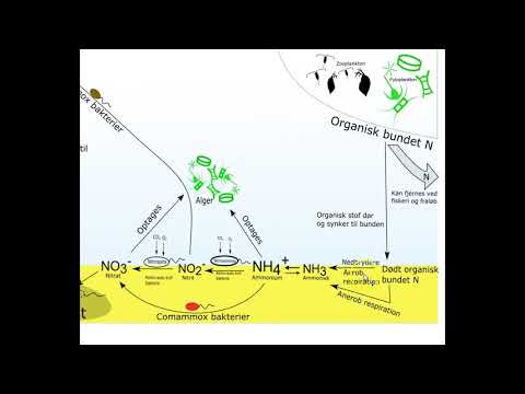 Video: Hvornår sker nitrifikation i nitrogenkredsløbet?
