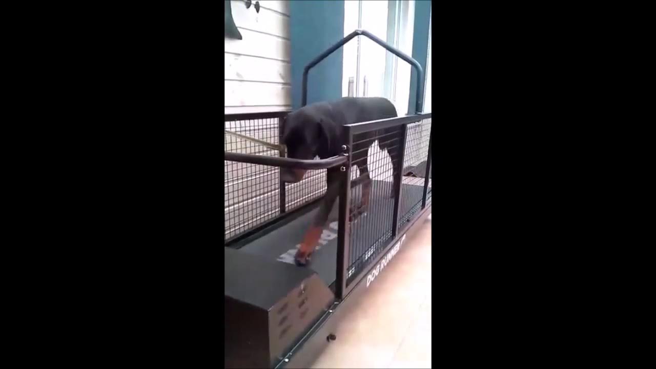 DogRunner First week training with your dog YouTube