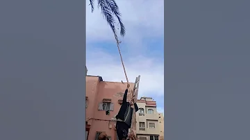 شباب ينقدون طائر مربوط في أعلى النخلة لكن أصيب بكسر في اكسبلور طائر الرفراف إنقاذ شباب 