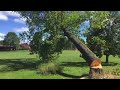 Tree Felling Compilation