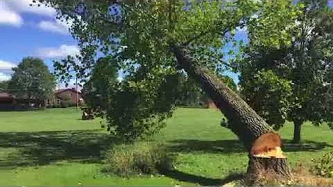 Tree Felling Compilation