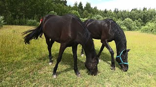 Светлана Цветаева из Раменского - хранительница русской верховой породы лошадей.