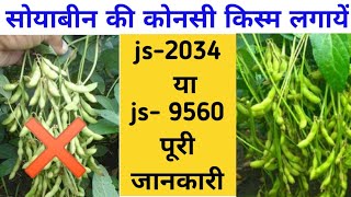 सोयाबीन की कौन सी वेराइटी लगाएं- js 2034 या js 9560 // soybean top verayties // सोयाबीन की खेती
