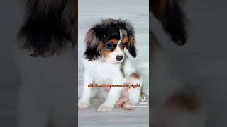 Cavalier King Charles Spaniel