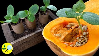 Secrets for Growing Pumpkins, Melons, Watermelons ...