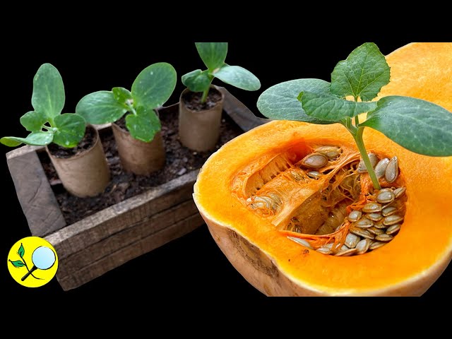 🟠Secretos para el Cultivo de Zapallos, Melones, Sandías... class=