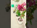 home garden decor ideas 😍😊#gardening #homegardening #plants #ytshortstrending #shorts