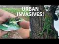 Invasive Reptile Hunting: Herping for the World’s Largest Anole in Florida (I got bit)