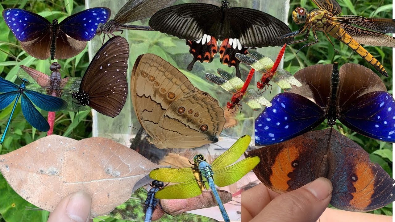 Colorful Butterfly & Dragonfly Collection in the Wild 🦋 - YouTube
