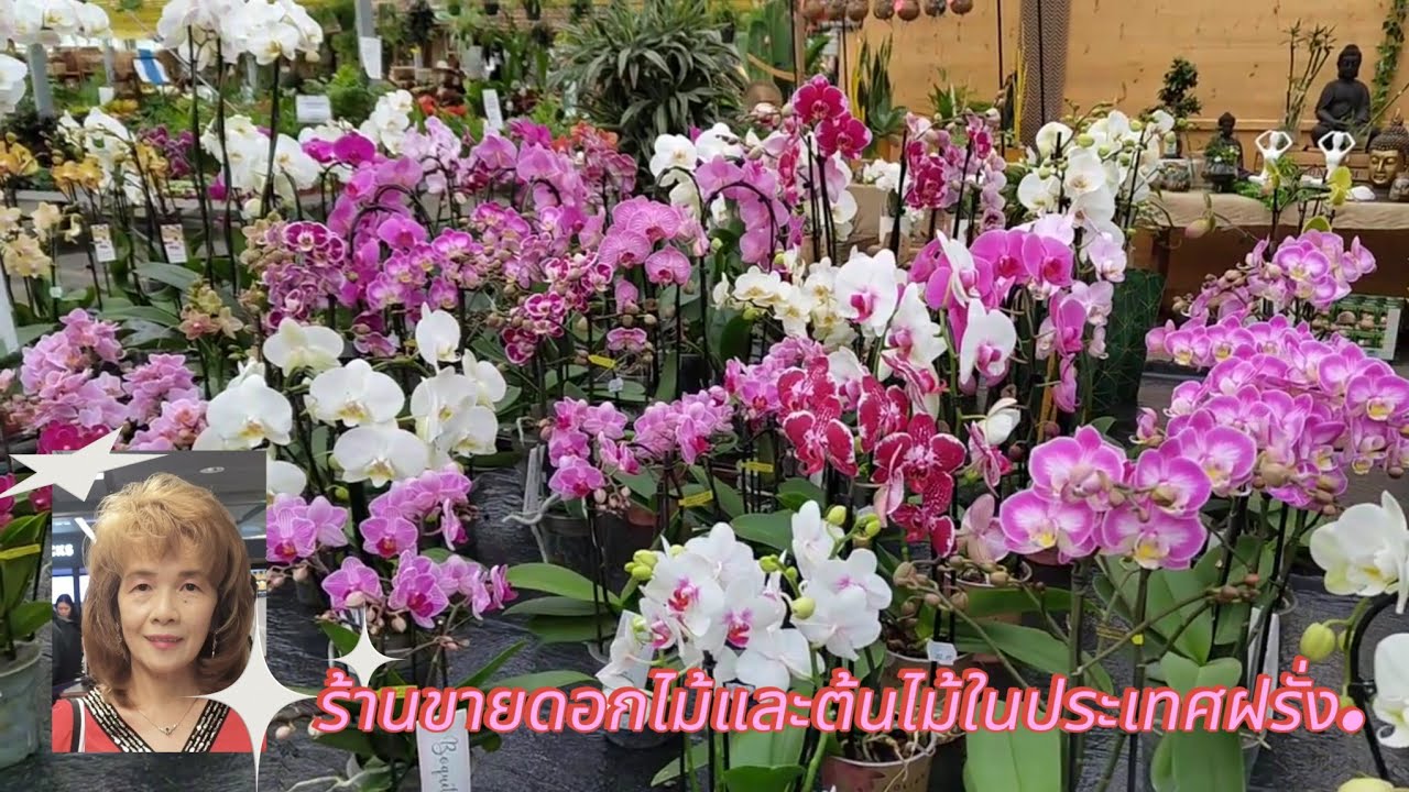 15 octobre 2025 ไปดูร้านขายดอกไม้และต้นไม้กับพี่สาว