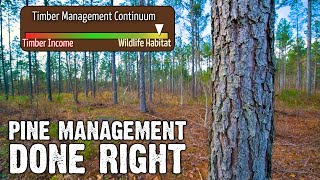 Pine Management Done Right - How to Master Pine Management in 5 Minutes!