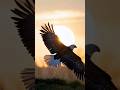 the drive to rise above challenges rather than hide from them. #shortvideo #viral #shorts