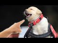 check out this dog