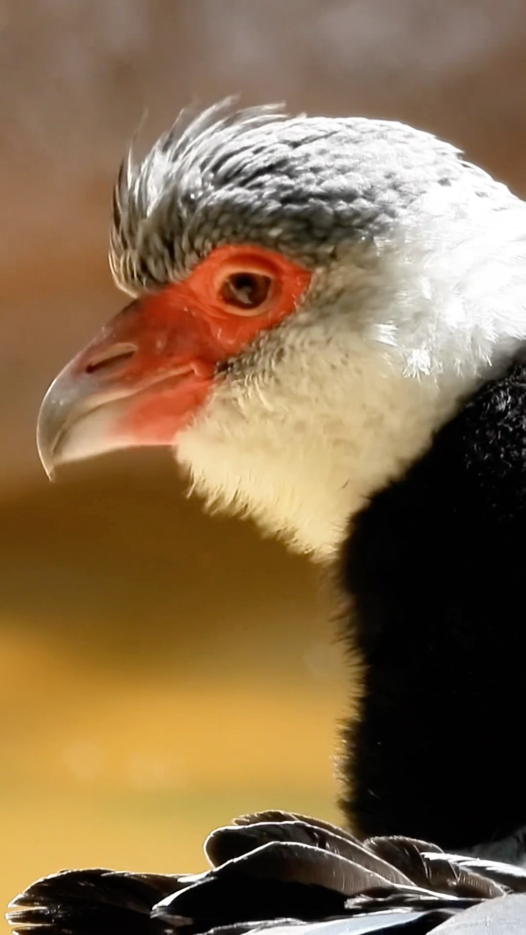 Beautiful Bird
