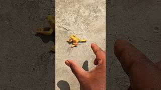 Boing catch frogs funny 🐸 #frog #animals #nature #timelapse