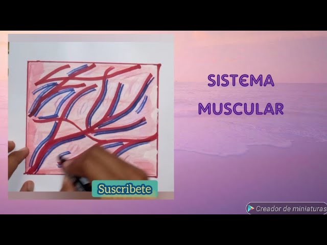 como dibujar el tejido muscular, favil y sencillo. - thptnganamst.edu.vn