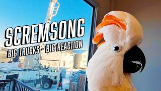 Scremsong Of The Century Max Throws A Construction Party For Neighbor Tv