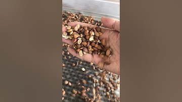 Infrared optical sorter for almond ,separating the kernel from the shell