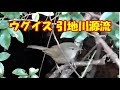 ウグイス 引地川源流（Japanese bush warbler）