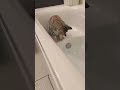 お風呂入りたい界隈　 #猫 #cat