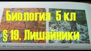 Биология 5 класс § 19 Лишайники (Автор В.В.Пасечник) Биология 5 класс § 19 Лишайники (Автор В.В.Пасечник)