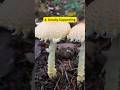 Did you know? (Part 304) #mushroom #poison #generalknowledge #dailyvideos #dailyvibes2025