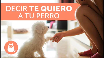 ¿Qué puedo decirle a mi perro en lugar de no?