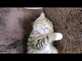 拾った子猫😹が2週間で1.6倍に巨大化してやんちゃ猫になってしまった件