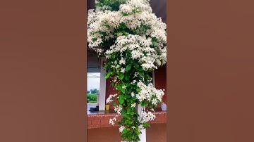 Thumbnail of Beautiful View of White Jasmine Flowers Looks Really Amazing New Video