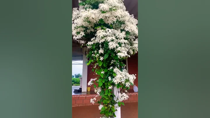 Beautiful View of White Jasmine Flowers Looks Really Amazing New Video - DayDayNews