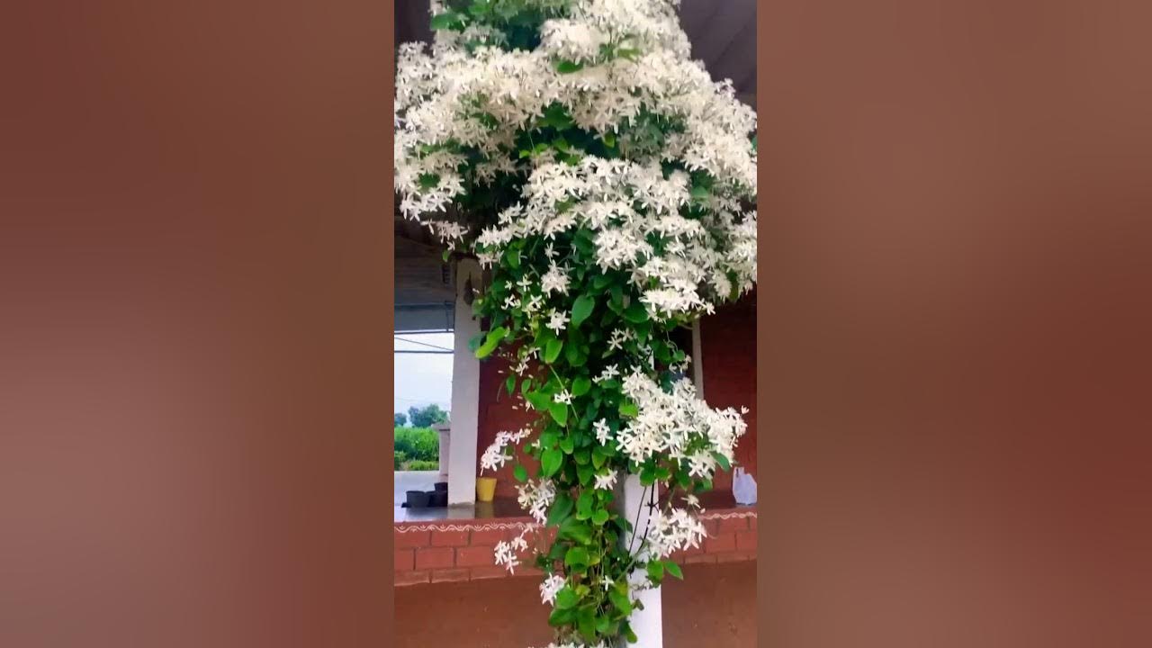 Beautiful View of White Jasmine Flowers Looks Really Amazing New Video