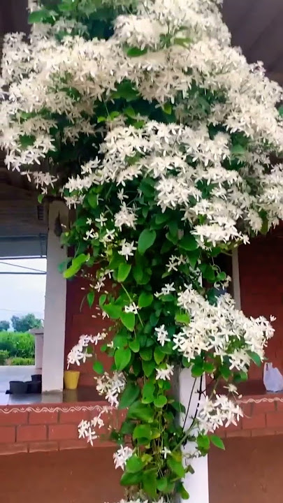 Beautiful View of White Jasmine Flowers Looks Really Amazing New Video
