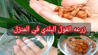 زراعة الفول البلدي من البذور في المنزل 