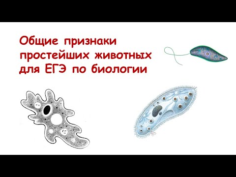 Общие признаки простейших для ЕГЭ по биологии