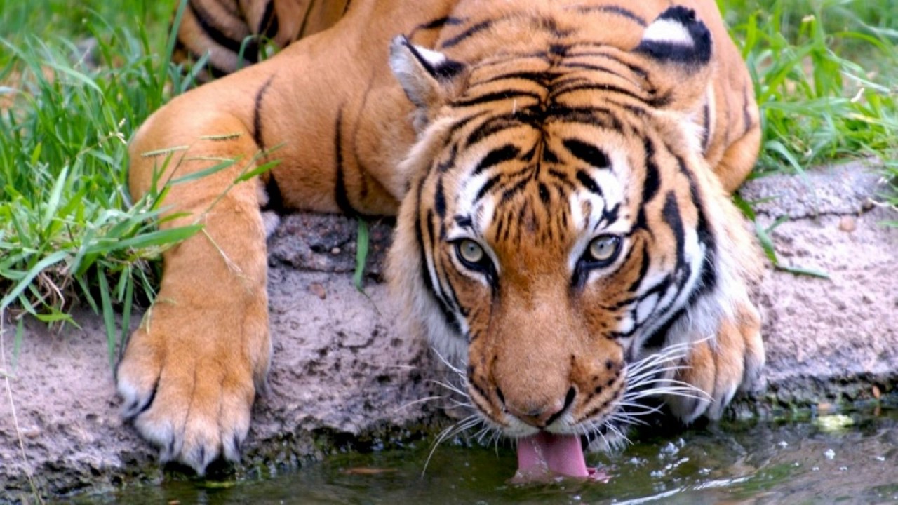 Сохранение тигров. Московский зоопарк тигр. Continental Tiger. Tiger drinking Water. Brooklyn Zoo.