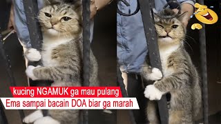SO LOOKING/Grumpy cat DEBATE with Ema because he doesn't want to go home/funny cat compilation/#CT by Cat Tara 7,700 views 2 weeks ago 8 minutes, 17 seconds