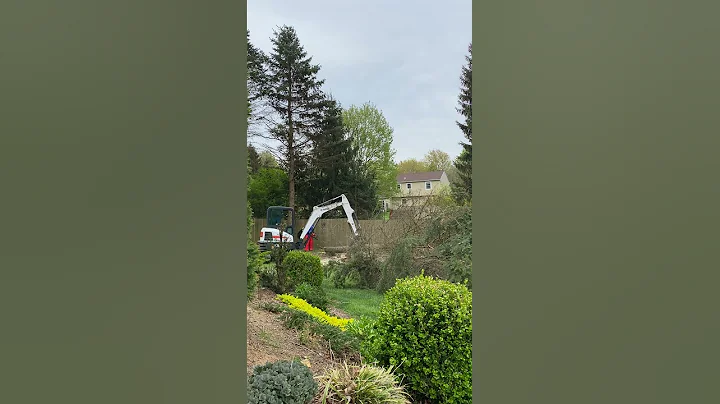 Pine Tree Removal