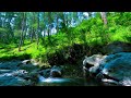 🌿 Soothing River Ambience for Meditation, Relaxation and Peaceful Night 💤