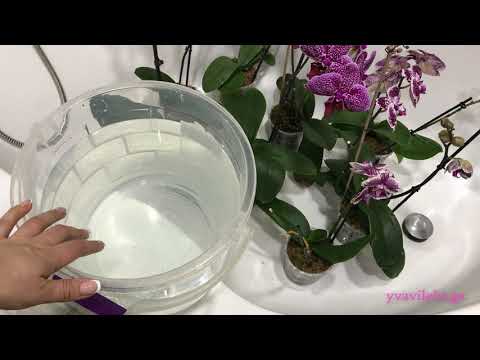 როგორ ვრწყავ მოყვავილე ორქიდეებს (ნაწილი 2)