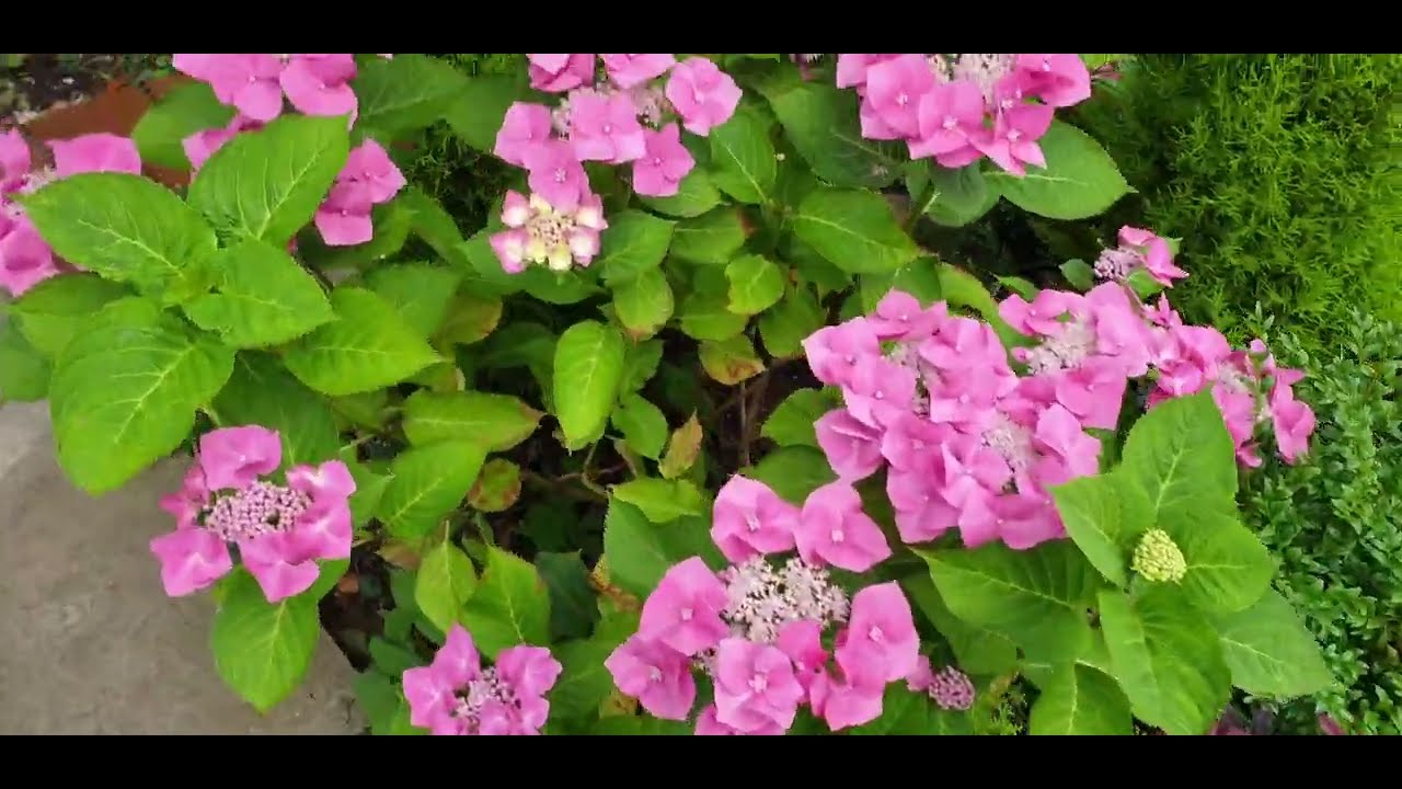 My 1930s home garden end of  July