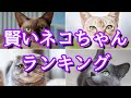 賢い!!知能の高い猫種ランキング