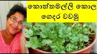 කොත්තමල්ලි කොල ගෙදරම වවමු ~ Shra Raji ~  How to grow Coriander leaves