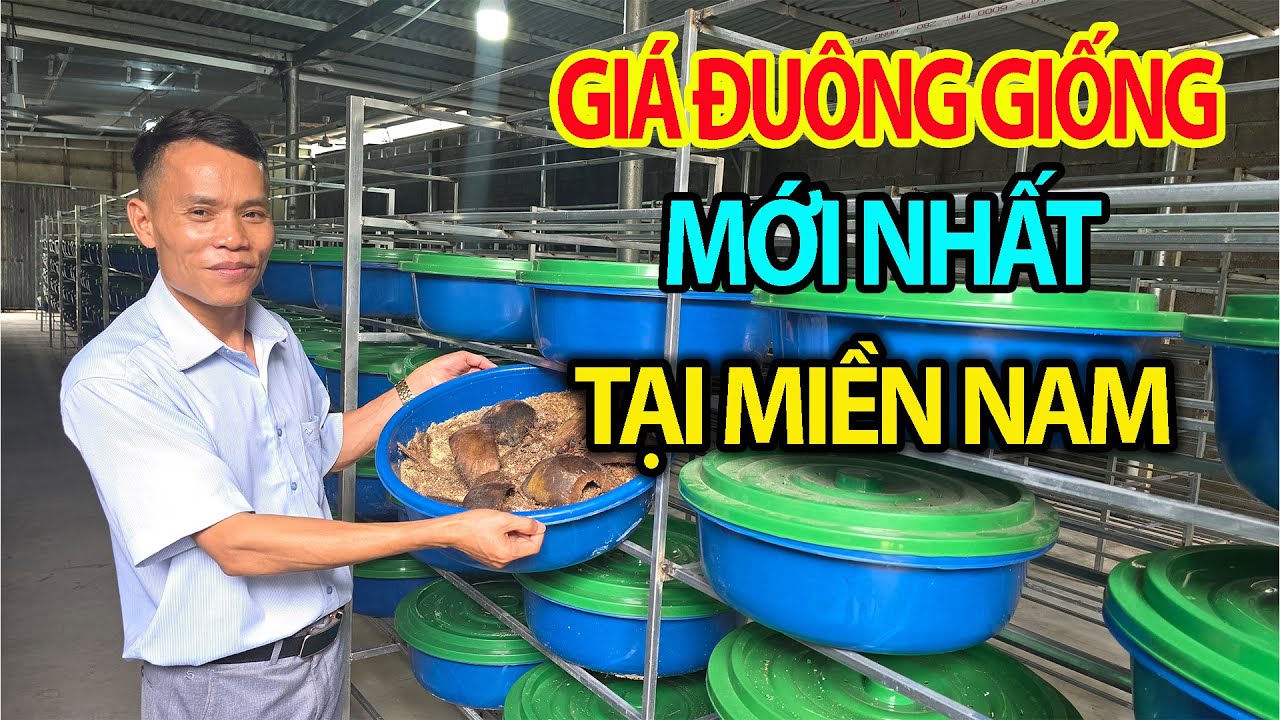 Cập Nhật Giá Đuông Dừa Giống Mới Nhất Tại miền Nam - Trại Đuông Dừa Thái Lớn Nhất Miền Nam