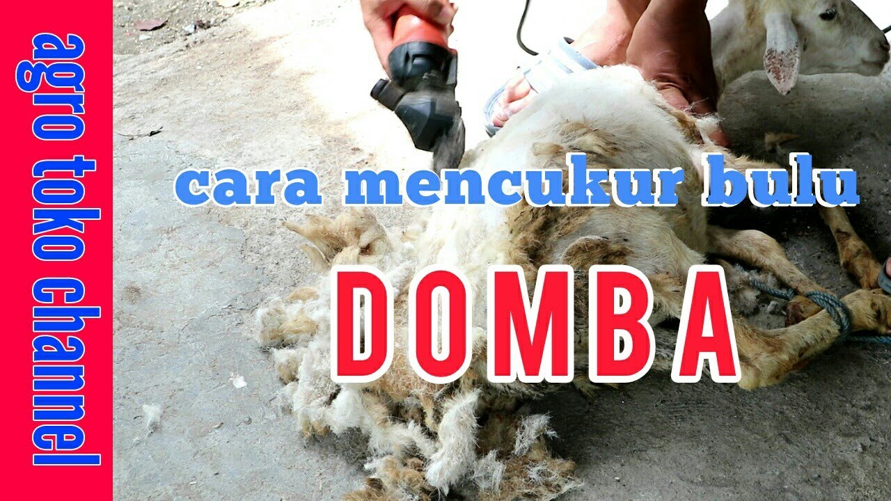 Cara mencukur bulu domba 