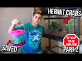 Rescuing HERMIT CRABS From ABUSIVE BEACH MARKET! (Part 2)