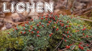 Introduction to Lichen: Growth Forms, Reproduction, and Value