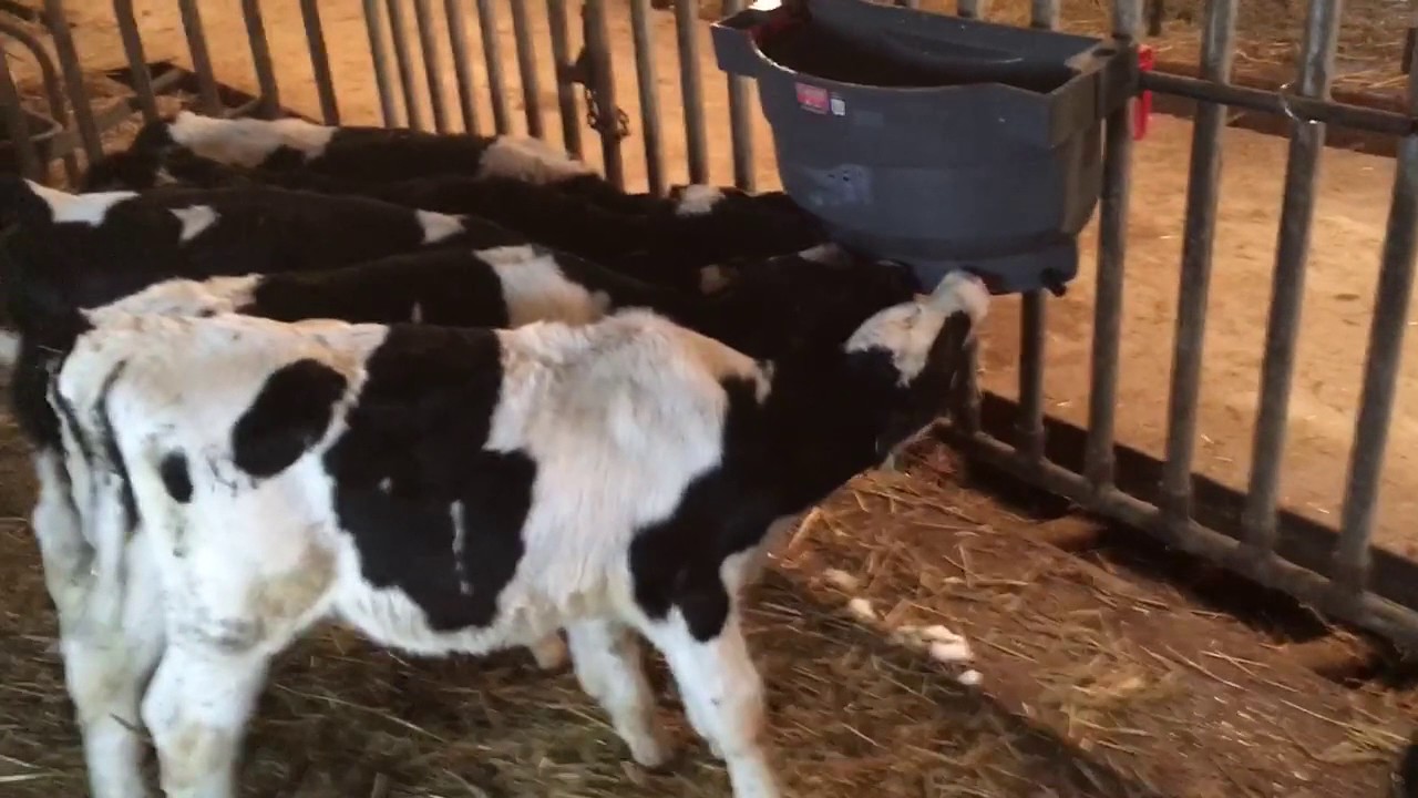 Milk Bar Calf Feeders An Update By Veeser Cattle Co