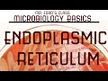 Microbiology Basics: Endoplasmic Reticulum