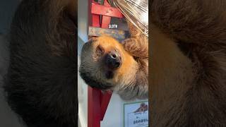 Japans Rarest Animal Cafe